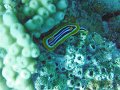 DSC00101