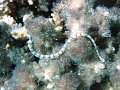 DSC00178