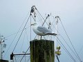 DSC01152