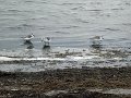 DSC01717
