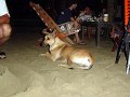 DSC02902
