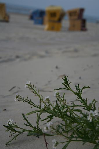 IMG_0435.JPG
