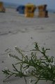 IMG_0435