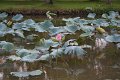 IMG_8087