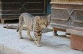 IMG_3278
