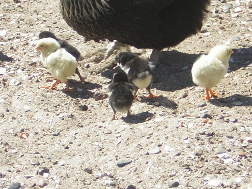 DSCN1385.JPG