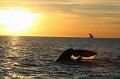 IMG_6217