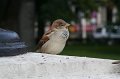 IMG_8185