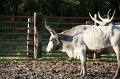 IMG_0171