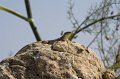 IMG_1781