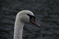 IMG_2229