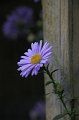 IMG_2233