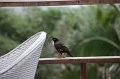 IMG_2456