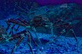 IMG_7235