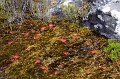 IMG_7362