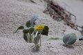 IMG_7409
