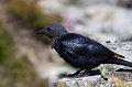 IMG_7429