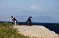 IMG_7553