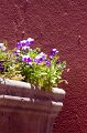 IMG_7969