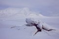 IMG_4278