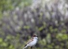 IMG_0799.jpg