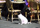 IMG_0826.jpg