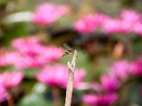 IMG 6555