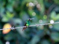 IMG 7919