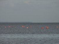 IMG 7990