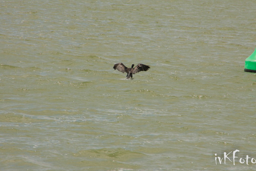 IMG 9563