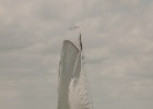 IMG 9557