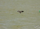 IMG 9563