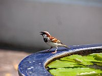 IMG 2417