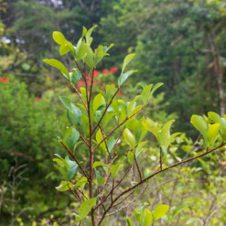 2G5F5936.jpg